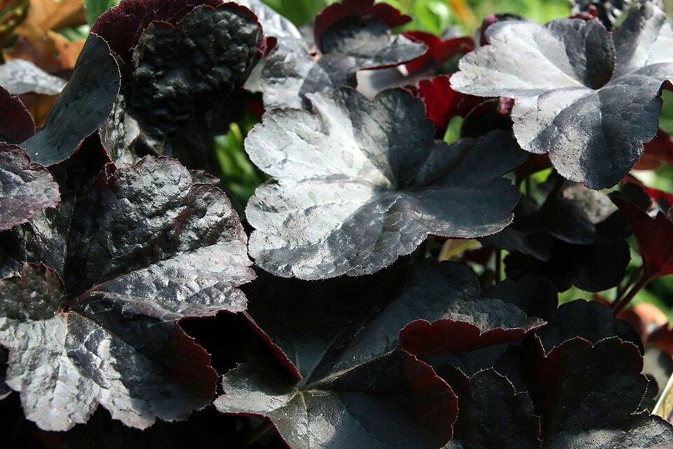 Heuchera × 'Obsidian' (Obsidian Heuchera)