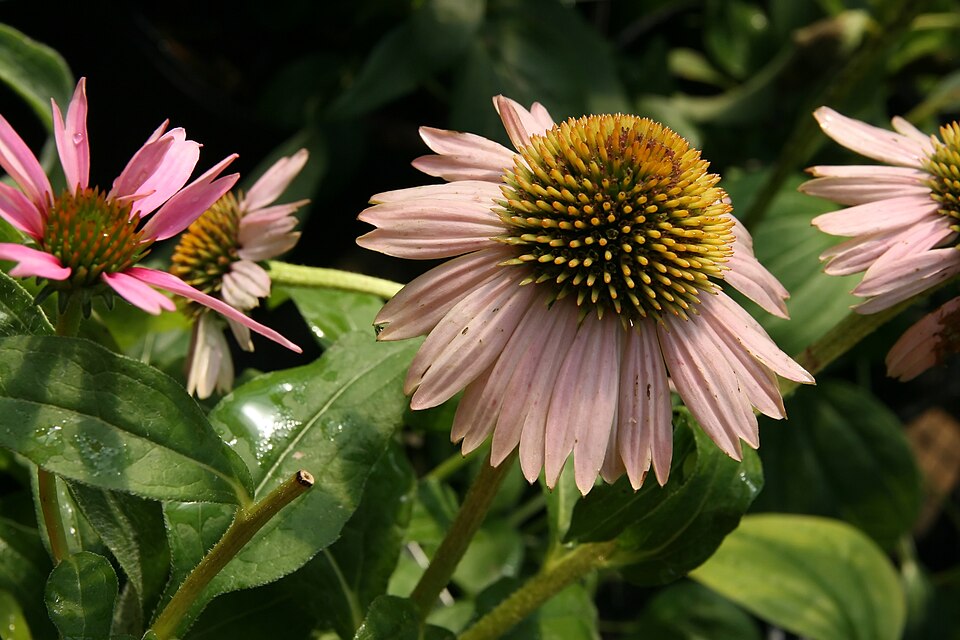 Echinacea 'Kim's Knee High' (Kim's Knee High Coneflower)