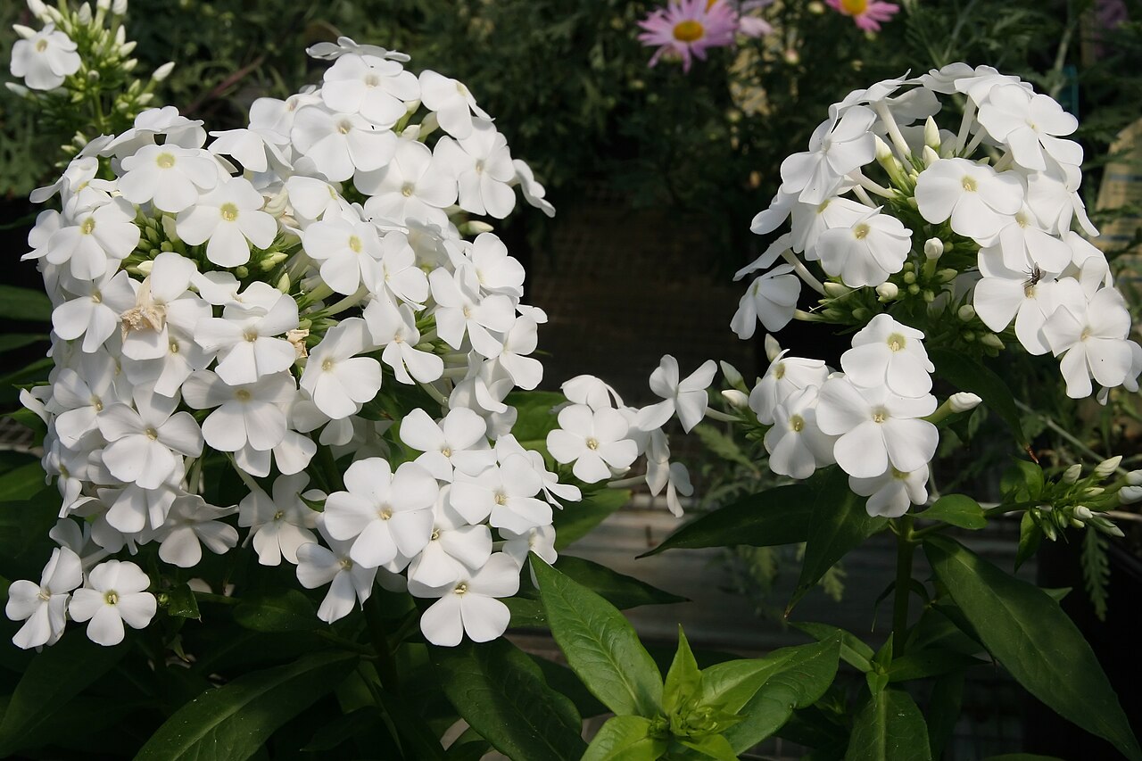 Phlox paniculata 'David', David garden phlox — upright deciduous (Polemoniaceae) (image 6 of 10)