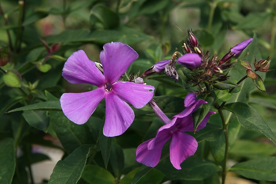 Phlox paniculata 'Blue Paradise' (alternate view 2)