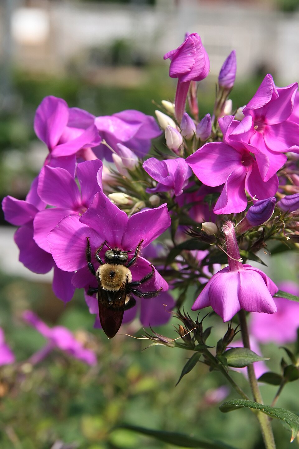 Phlox paniculata 'Blue Paradise' (alternate view 3)