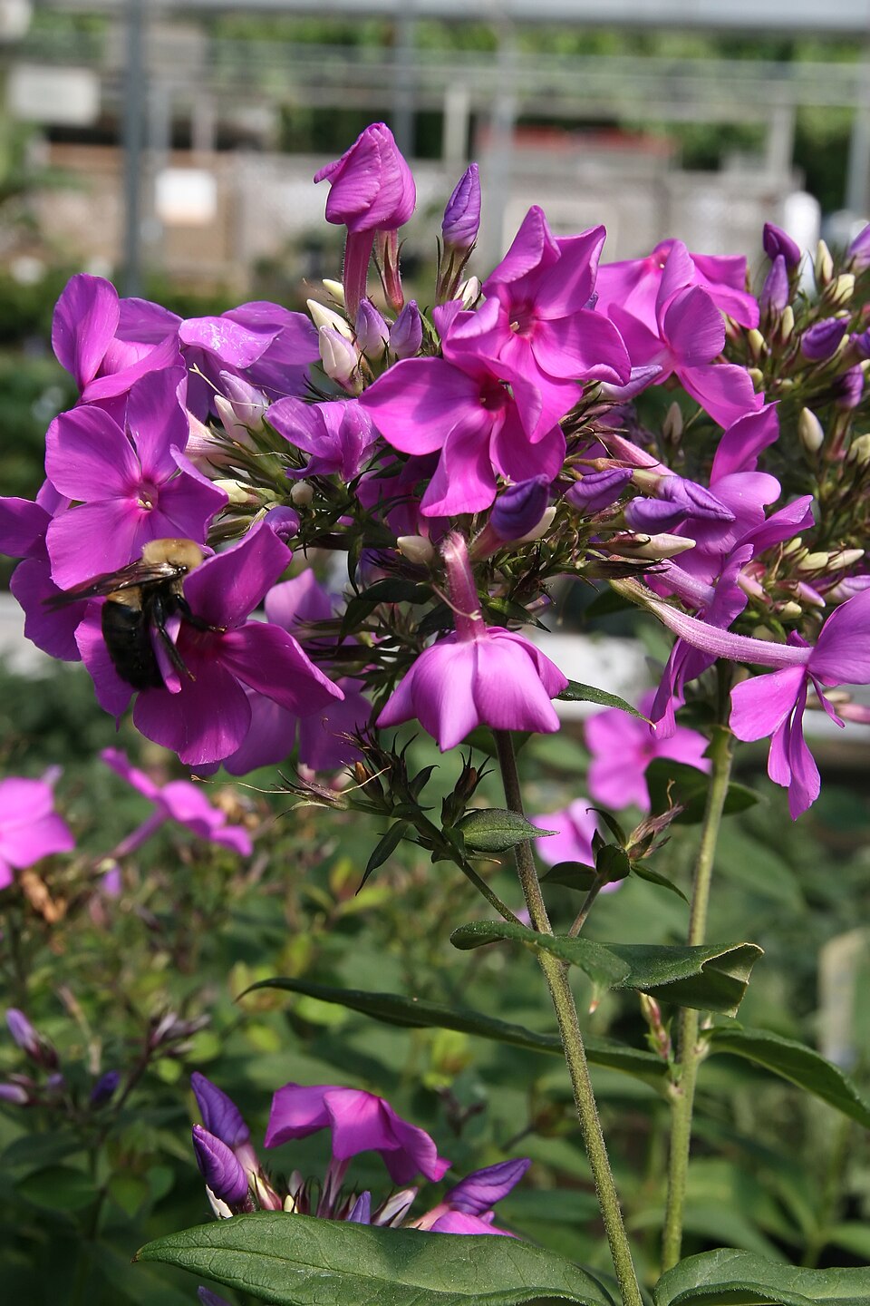 Phlox paniculata 'Blue Paradise' (alternate view 4)