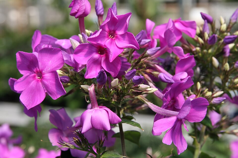 Phlox paniculata 'Blue Paradise' (alternate view 5)