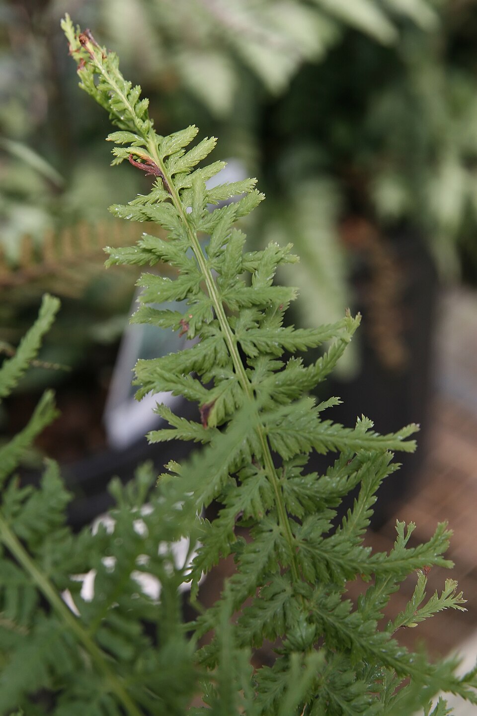 Athyrium filix-femina 'Victoriae' (Victoria Lady Fern) (alternate view 2)