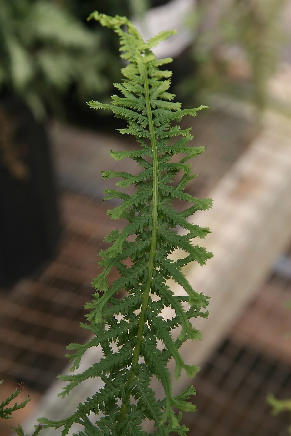 Athyrium filix-femina 'Victoriae' (Victoria Lady Fern) (alternate view 3)