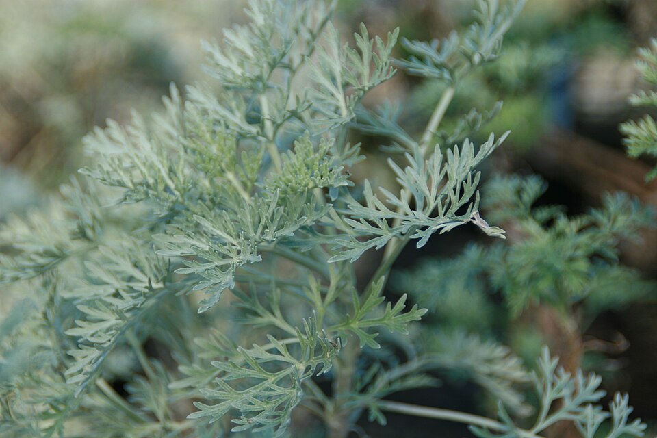 Artemisia 'Powis Castle' (Powis Castle Artemisia) (alternate view 2)