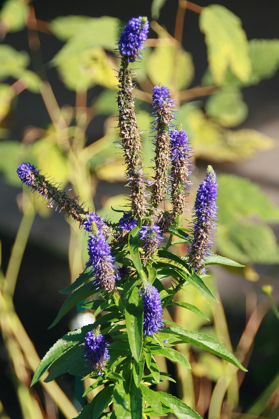 Veronica spicata 'Royal Candles' (Royal Candles Speedwell) (alternate view 5)