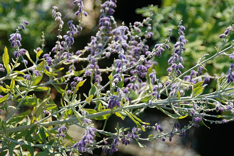 Perovskia atriplicifolia 'Little Spire' (Little Spire Russian Sage)