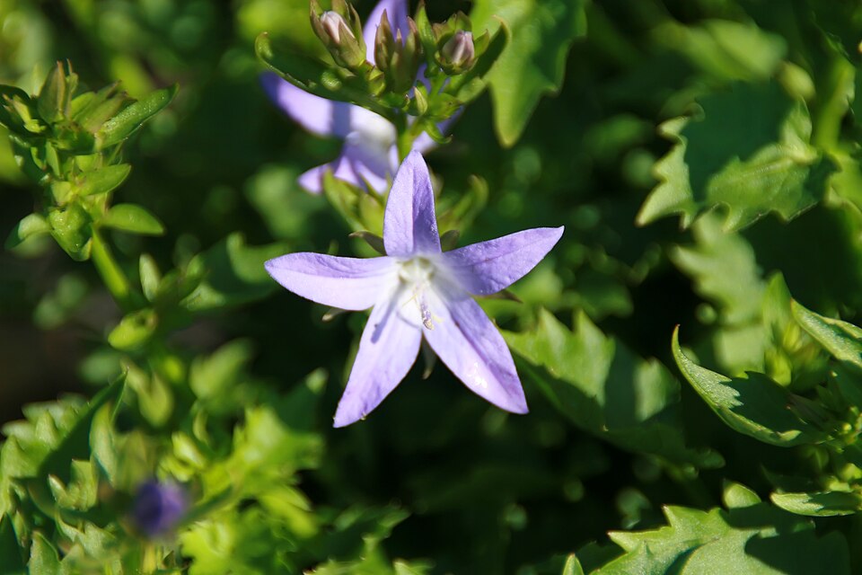 Campanula poscharskyana 'Blue Waterfall' (Blue Waterfall Bellflower)