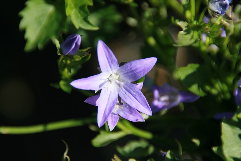 Campanula poscharskyana 'Blue Waterfall' (Blue Waterfall Bellflower) (alternate view 2)