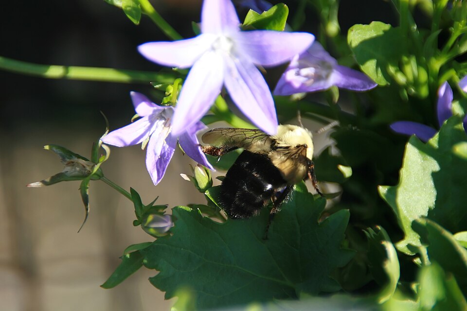 Campanula poscharskyana 'Blue Waterfall' (Blue Waterfall Bellflower) (alternate view 3)