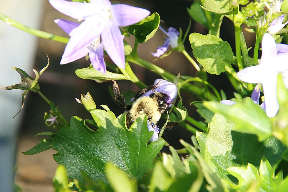 Campanula poscharskyana 'Blue Waterfall' (Blue Waterfall Bellflower) (alternate view 4)
