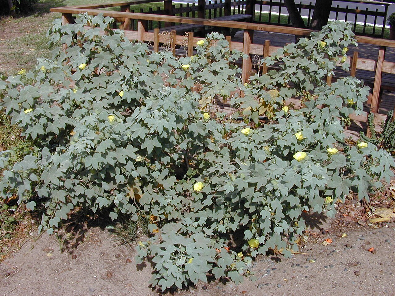 Gossypium tomentosum, Hawaiian cotton — spreading evergreen (Malvaceae) (image 2 of 8)
