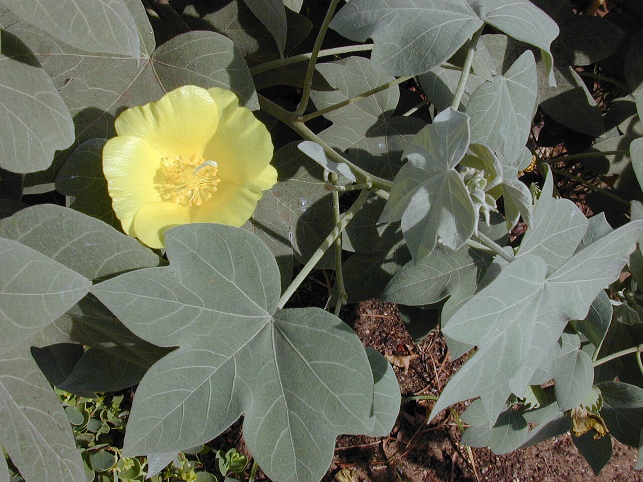 Gossypium tomentosum, Hawaiian cotton — spreading evergreen (Malvaceae) (image 3 of 8)