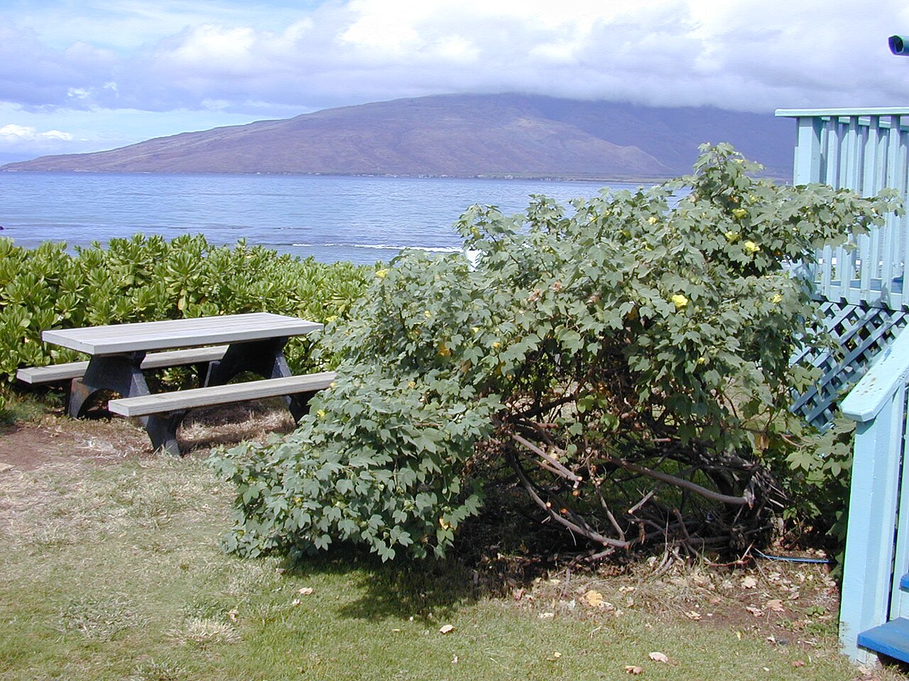 Gossypium tomentosum, Hawaiian cotton — spreading evergreen (Malvaceae) (image 4 of 8)