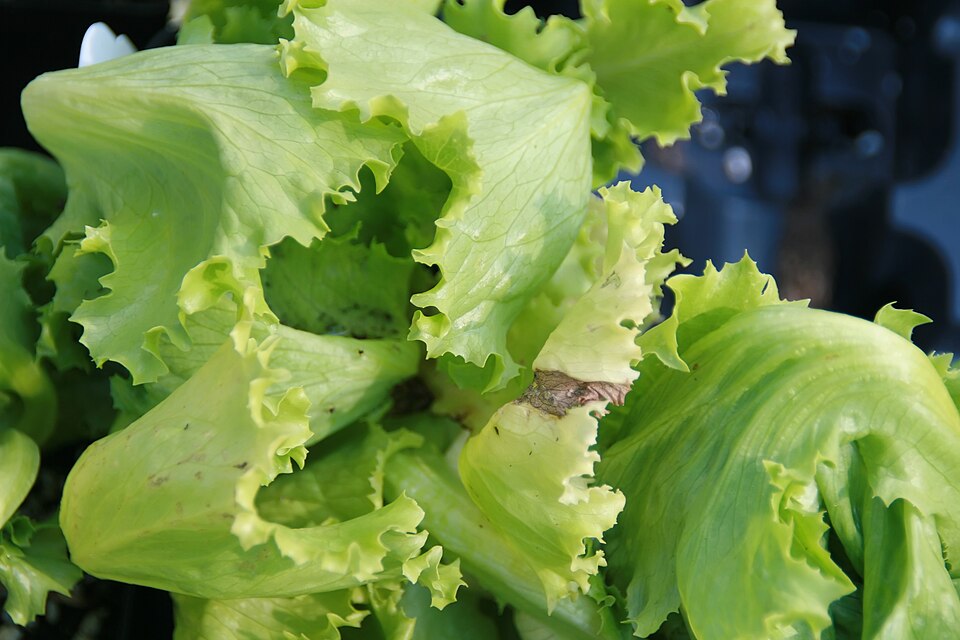 Lactuca sativa 'Buttercrunch' (Buttercrunch Lettuce)