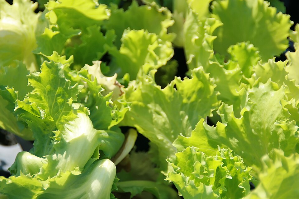 Lactuca sativa 'Great Lakes' (Great Lakes Lettuce)