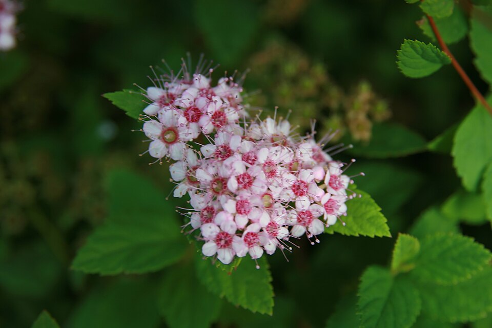 Spiraea japonica 'Little Princess' (Little Princess spirea) (alternate view 3)