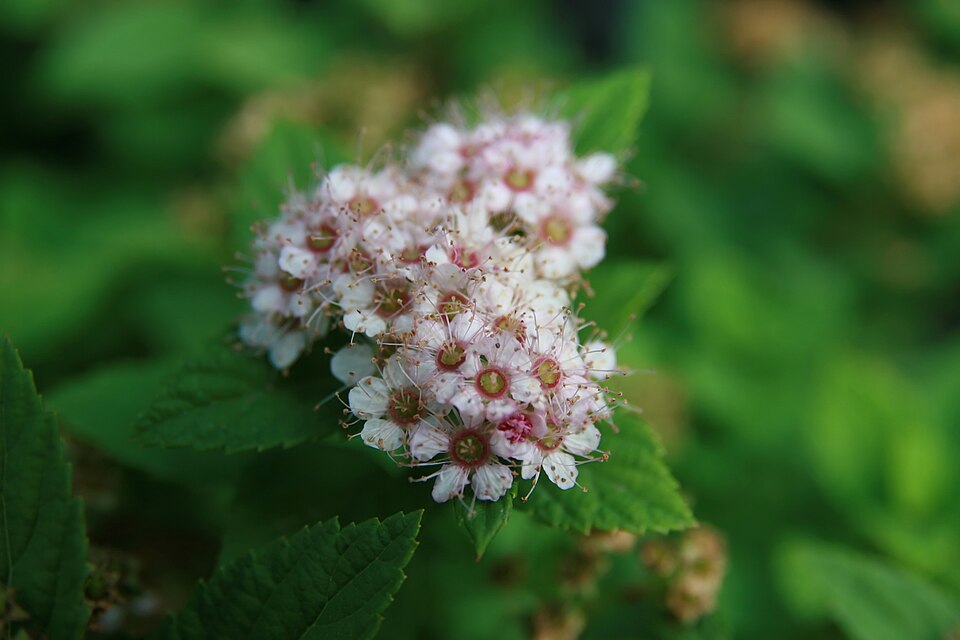 Spiraea japonica 'Little Princess' (Little Princess spirea) (alternate view 4)