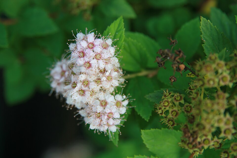 Spiraea japonica 'Little Princess' (Little Princess spirea) (alternate view 5)