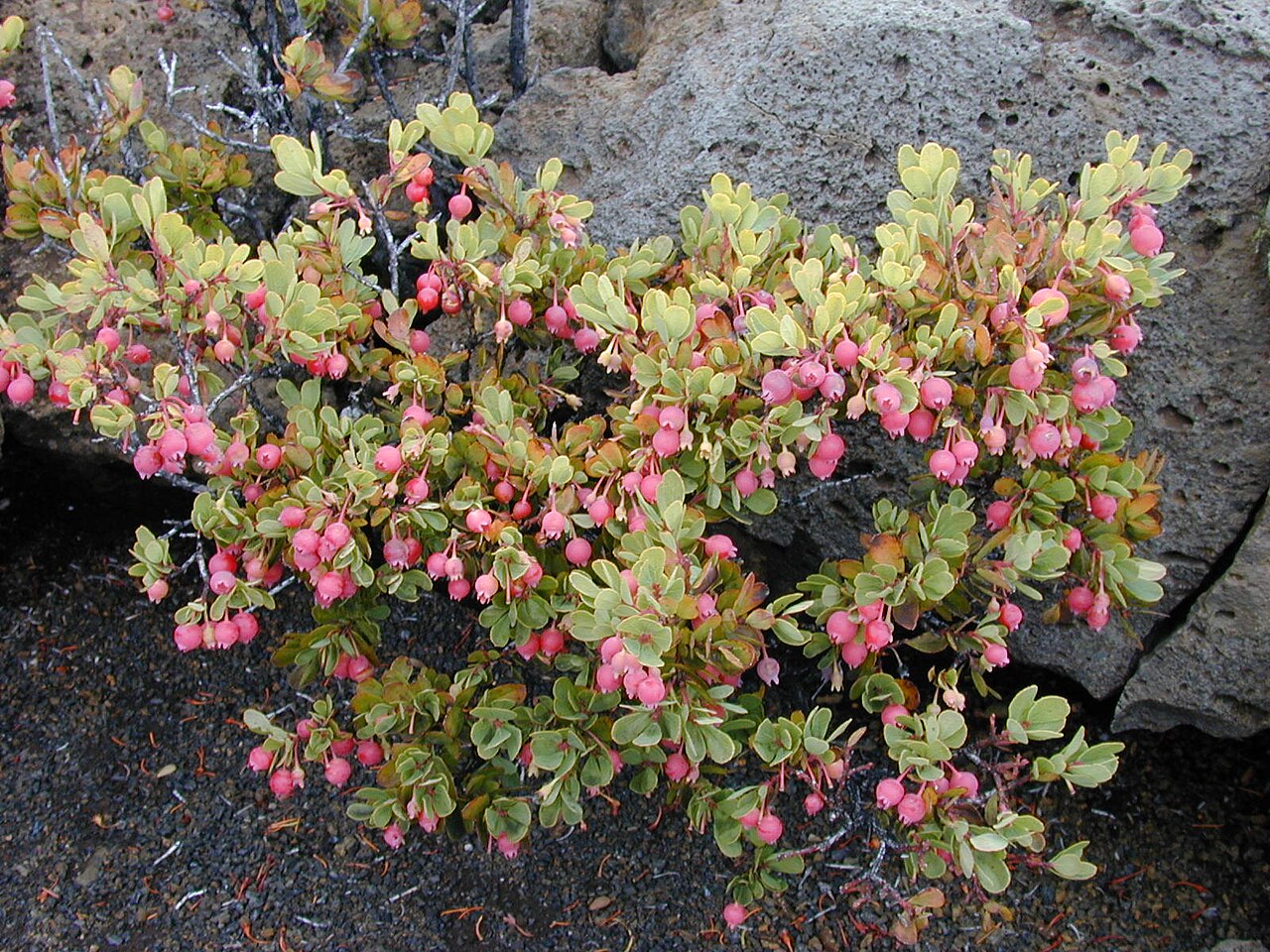 Vaccinium reticulatum, Ohelo berry — spreading evergreen (Ericaceae) (image 6 of 10)