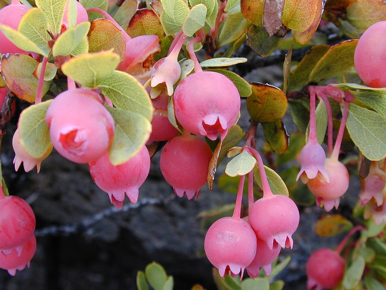 Vaccinium reticulatum, Ohelo berry — spreading evergreen (Ericaceae) (image 7 of 10)