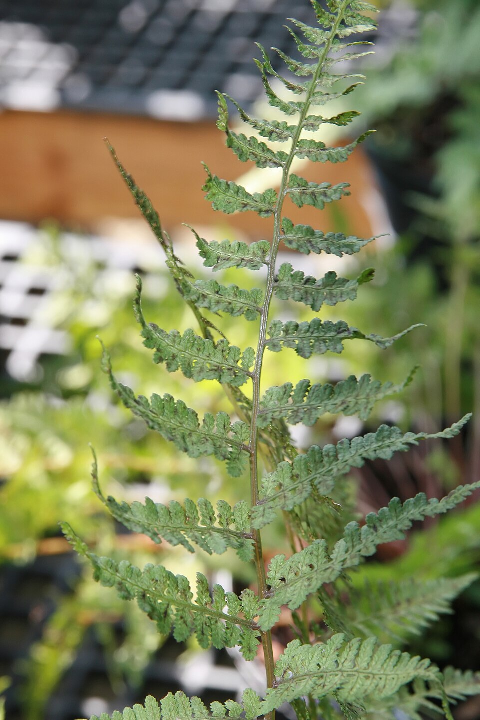 Athyrium (lady ferns) (alternate view 2)