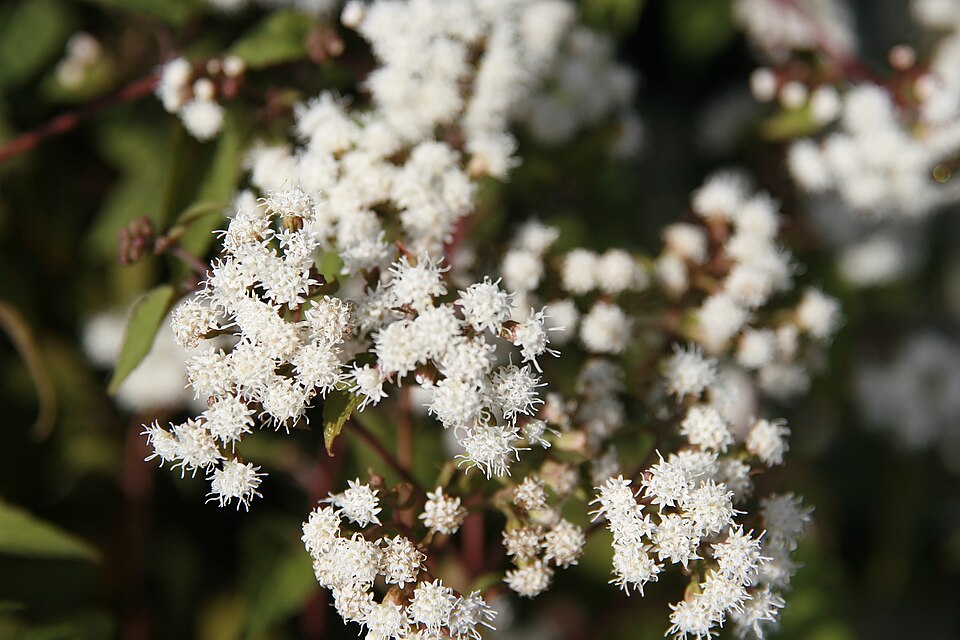 Ageratina altissima 'Chocolate' (Chocolate White Snakeroot) (alternate view 2)