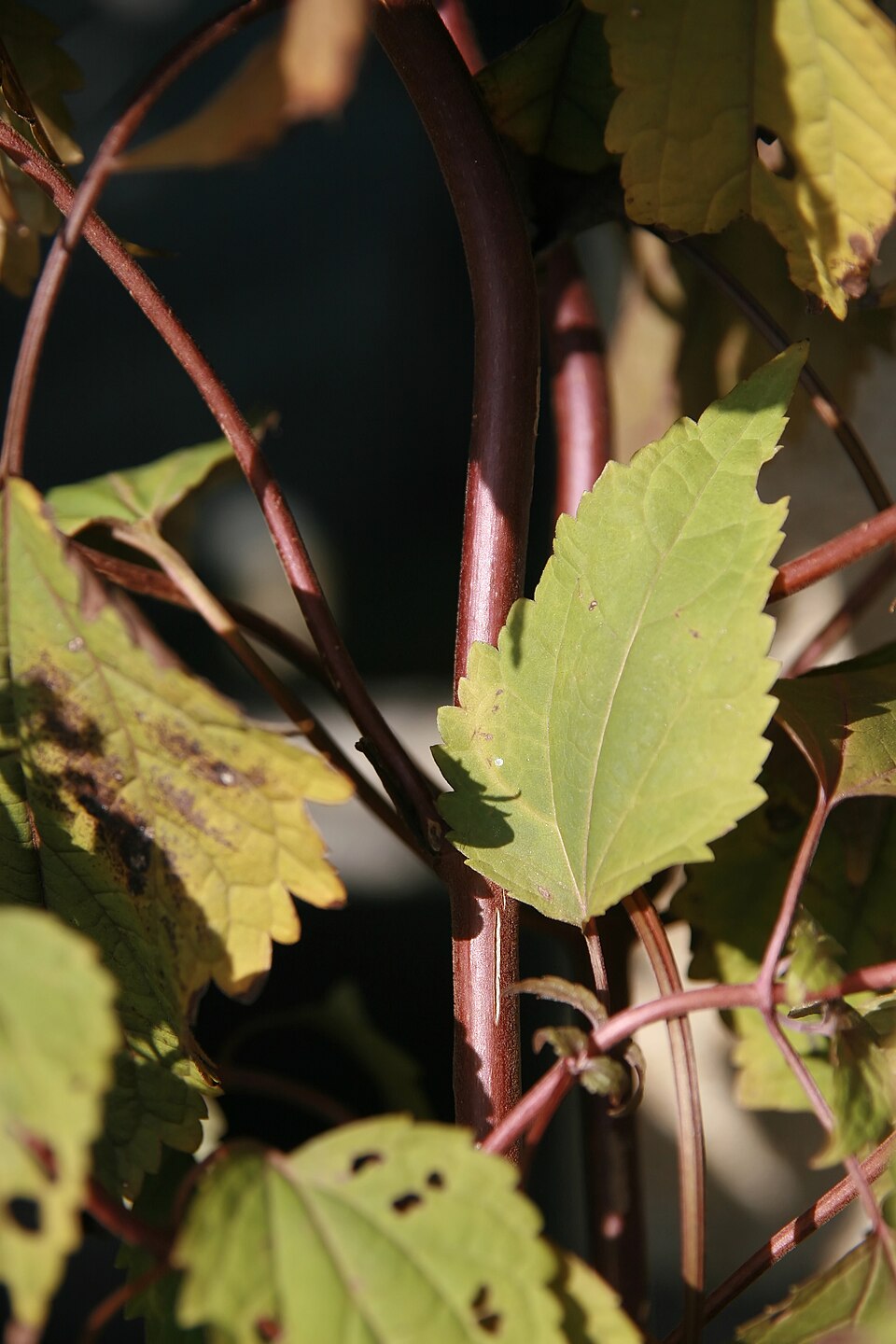 Ageratina altissima 'Chocolate' (Chocolate White Snakeroot) (alternate view 3)