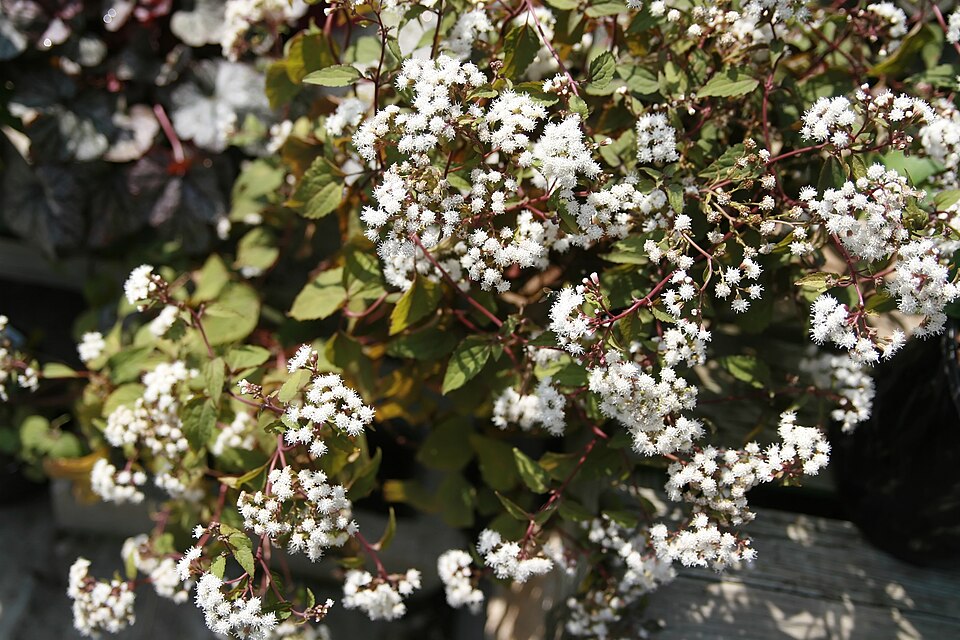 Ageratina altissima 'Chocolate' (Chocolate White Snakeroot) (alternate view 4)