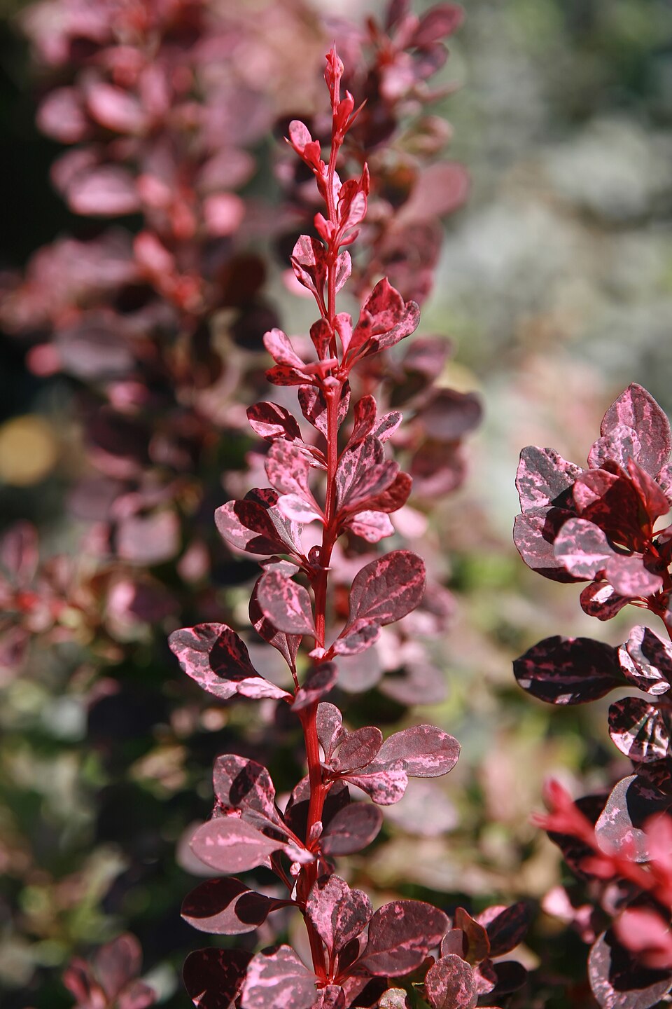 Berberis thunbergii f. 'Rose Glow' (Rose Glow Barberry)