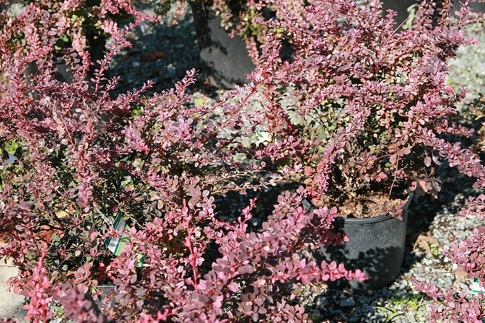 Berberis thunbergii f. 'Rose Glow' (Rose Glow Barberry) (alternate view 2)