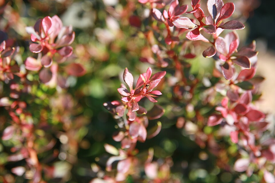 Berberis thunbergii f. 'Bagatelle' (Bagatelle Barberry) (alternate view 2)
