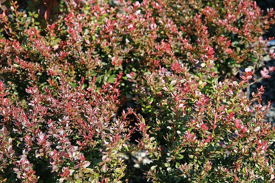 Berberis thunbergii f. 'Bagatelle' (Bagatelle Barberry) (alternate view 3)