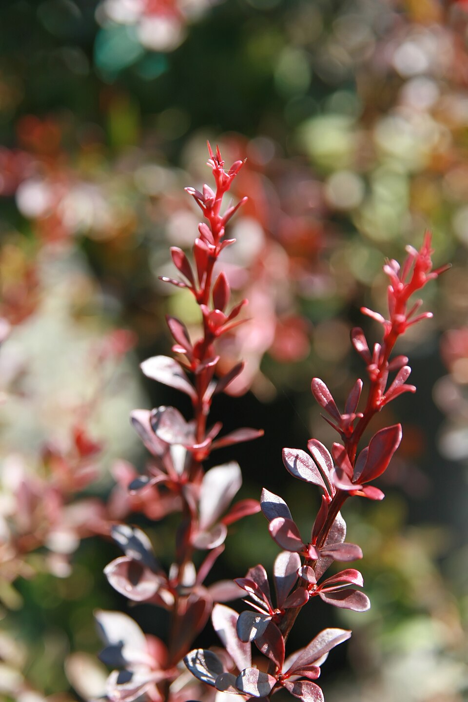 Berberis thunbergii 'Crimson Pygmy' (Crimson Pygmy Barberry) (alternate view 2)