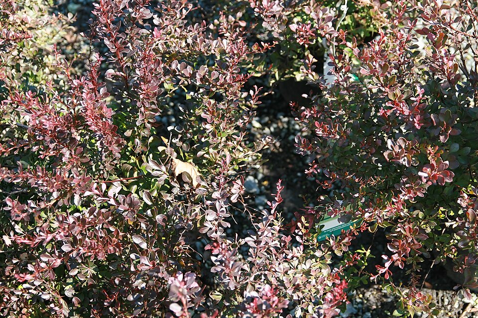 Berberis thunbergii 'Crimson Pygmy' (Crimson Pygmy Barberry) (alternate view 3)