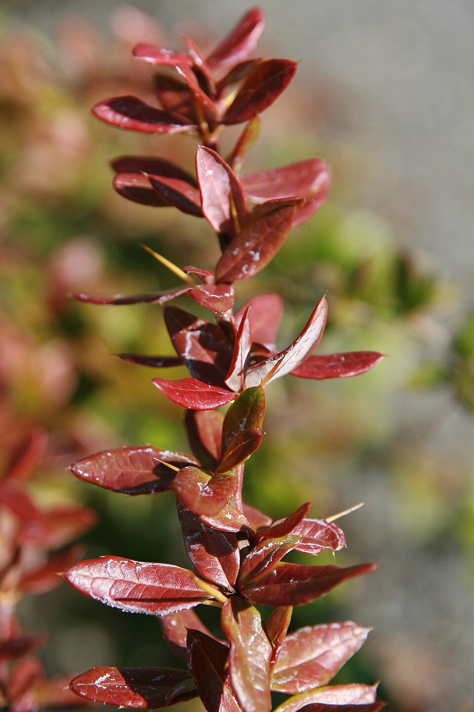 Berberis x gladwynensis (Gladwyne barberry) (alternate view 5)