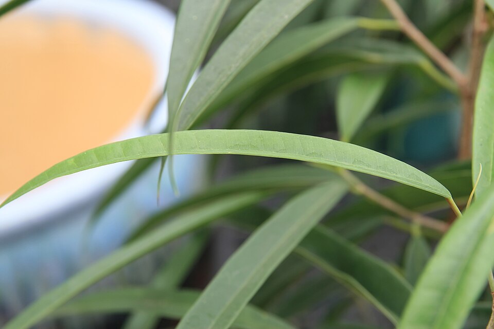 Ficus maclellandii (Ficus Alii) (alternate view 5)