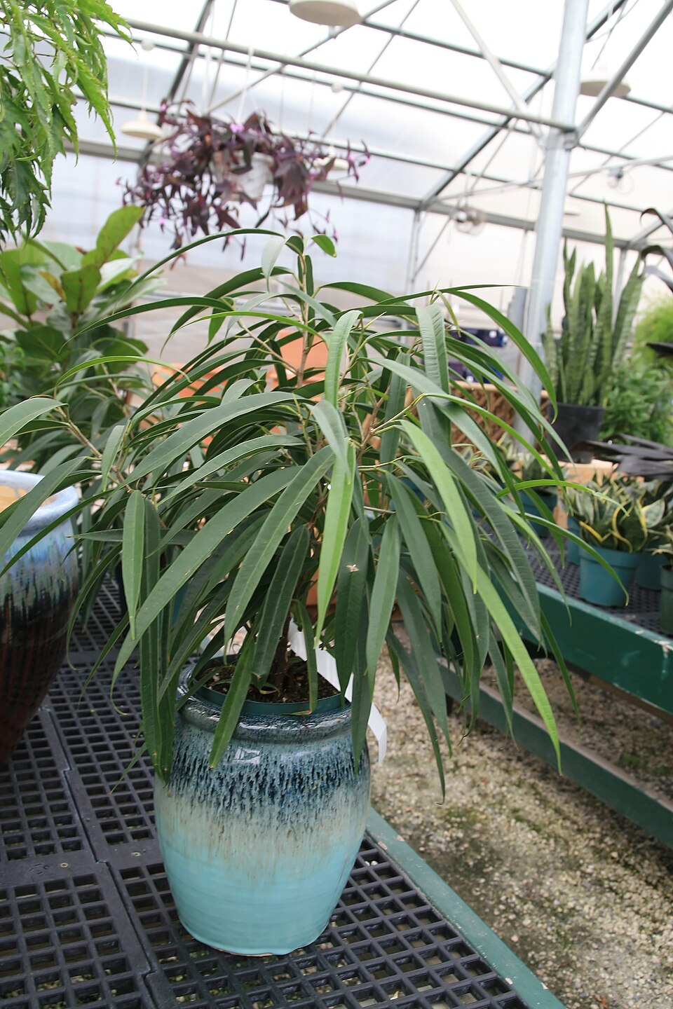 Ficus maclellandii (Ficus Alii) (alternate view 6)
