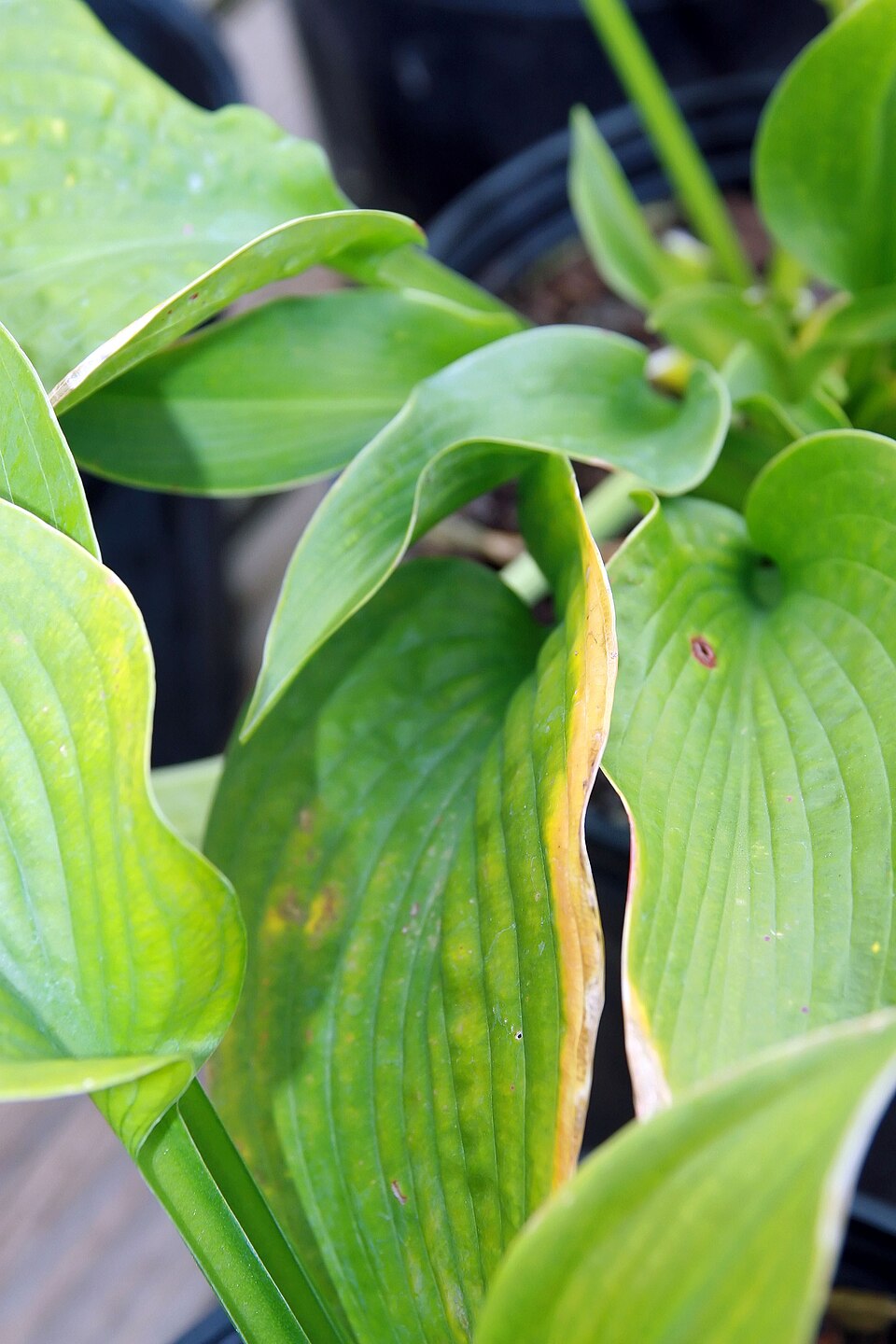 Hosta 'Bressingham Blue' (Hosta Bressingham Blue) (alternate view 2)
