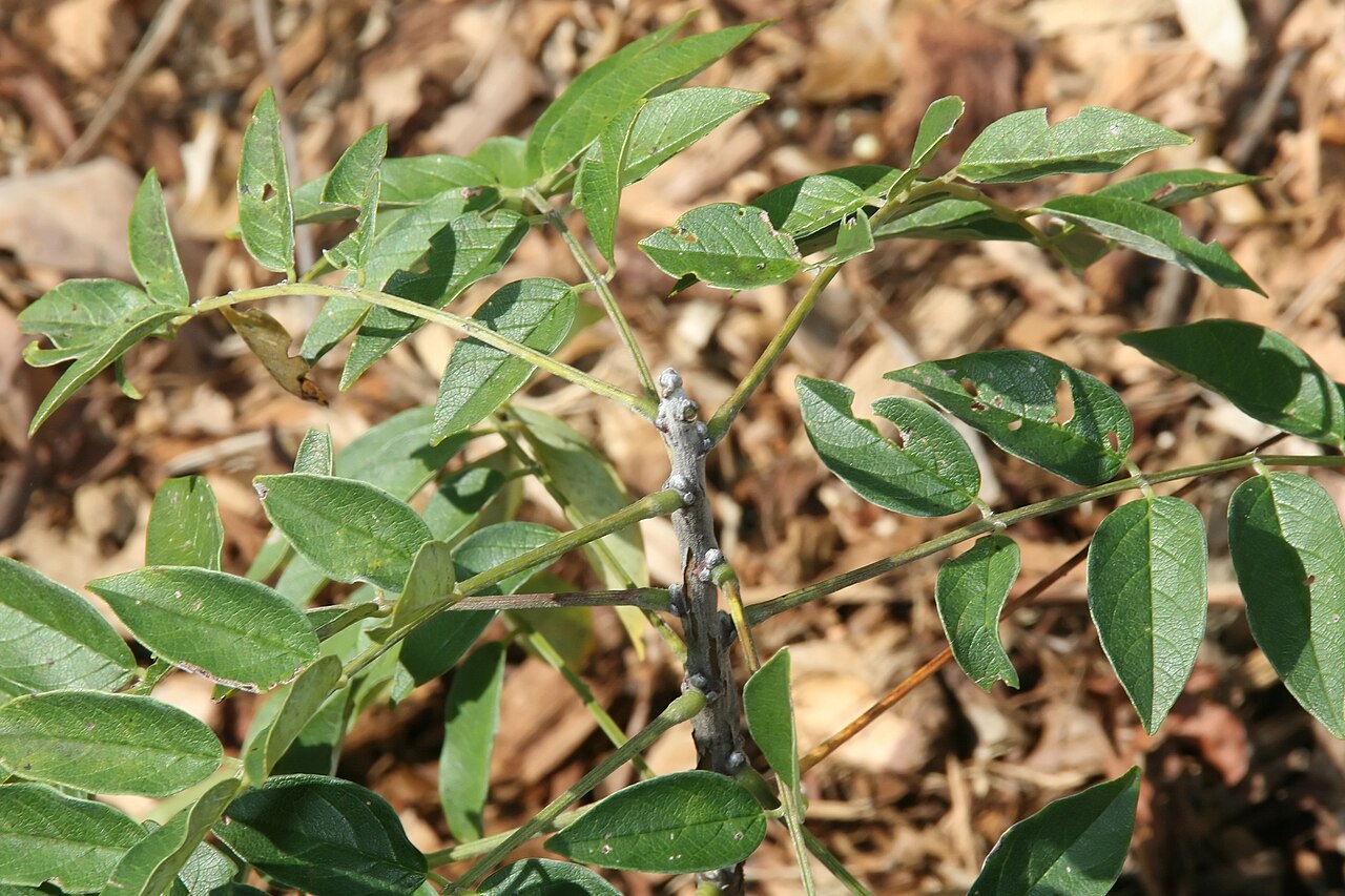 Wisteria frutescens, American wisteria — climbing deciduous (Fabaceae) (image 8 of 10)