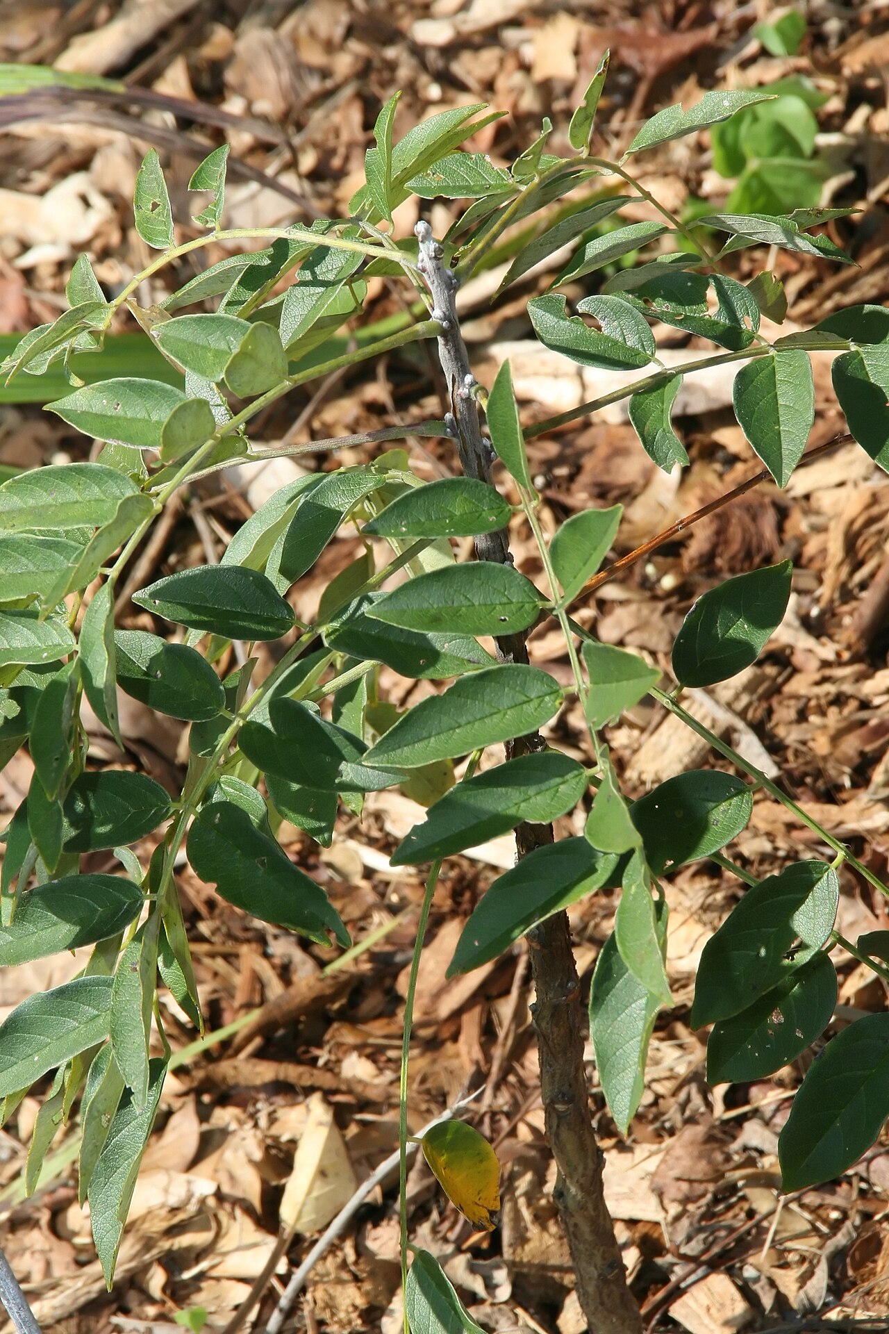 Wisteria frutescens, American wisteria — climbing deciduous (Fabaceae) (image 9 of 10)