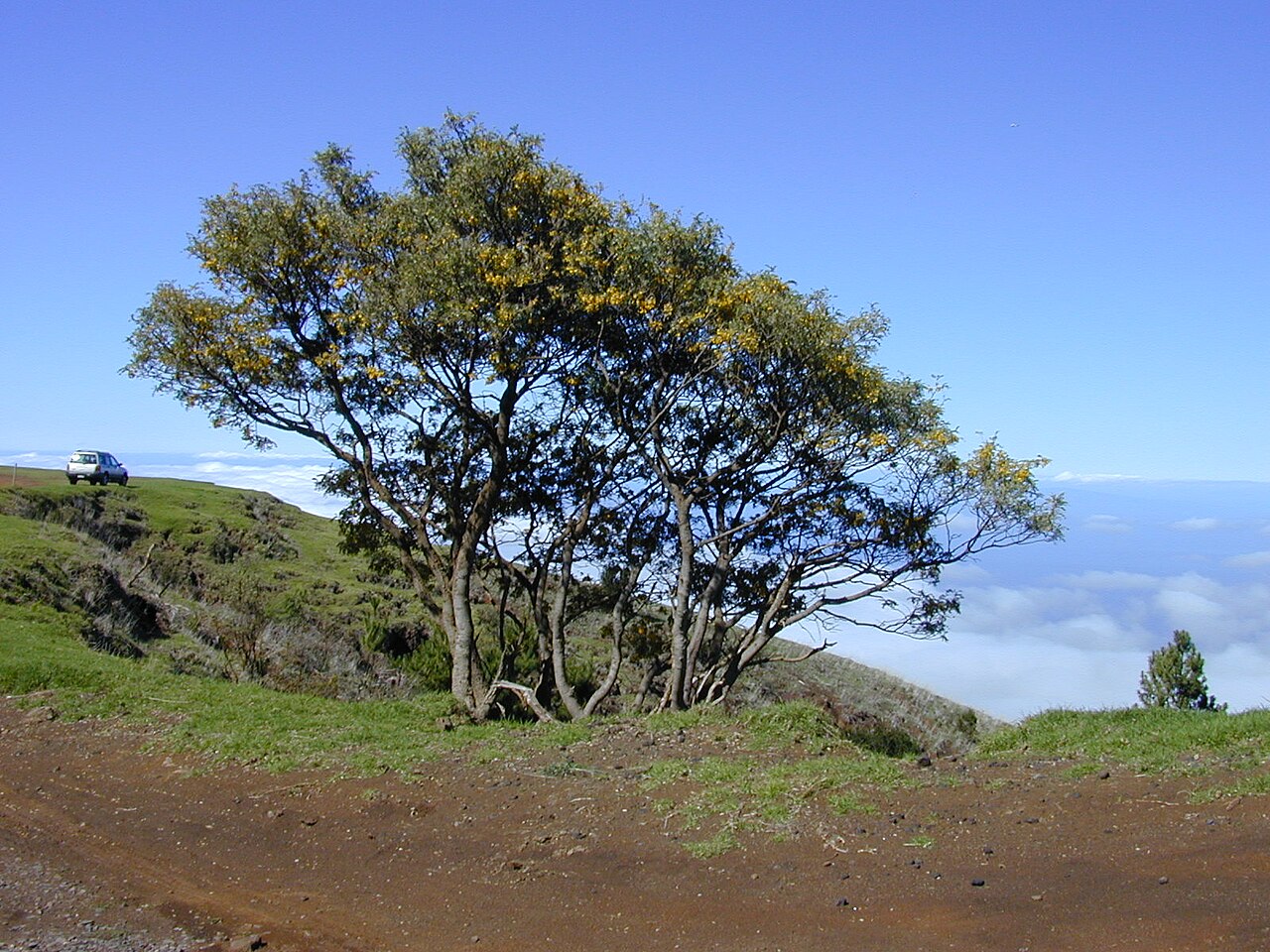 Sophora chrysophylla, Mamane — upright evergreen (Fabaceae) (image 3 of 10)