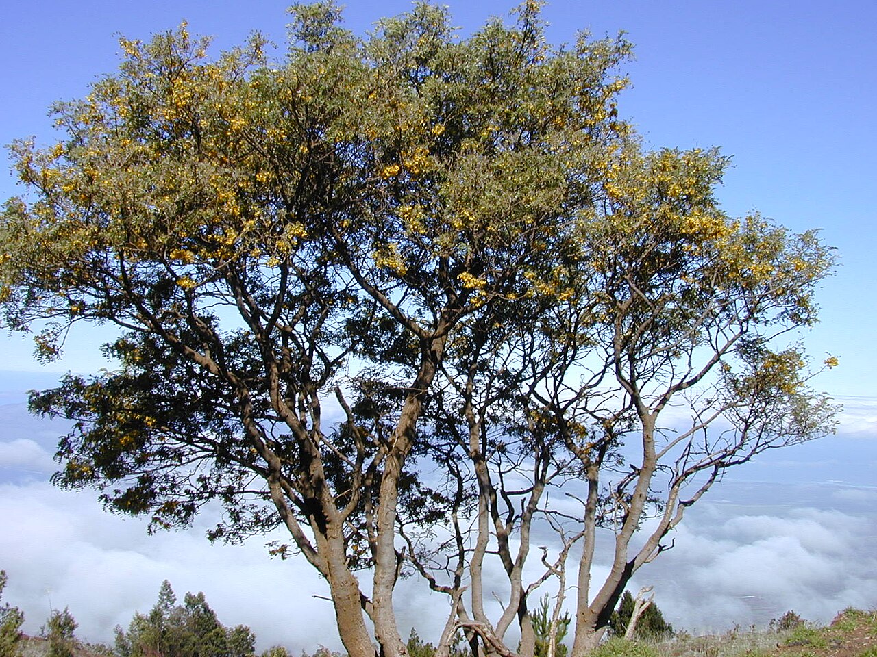 Sophora chrysophylla, Mamane — upright evergreen (Fabaceae) (image 4 of 10)