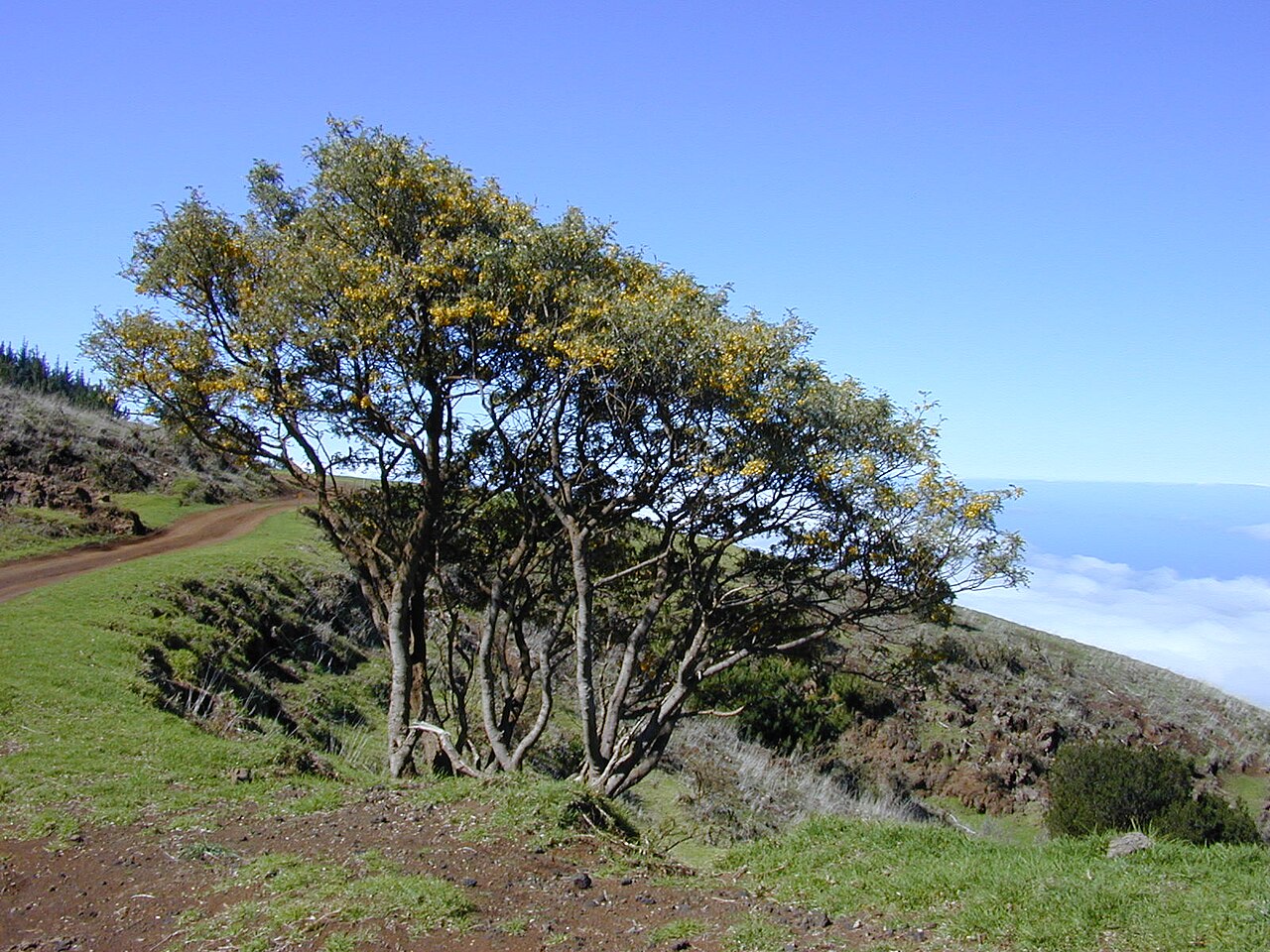 Sophora chrysophylla, Mamane — upright evergreen (Fabaceae) (image 5 of 10)