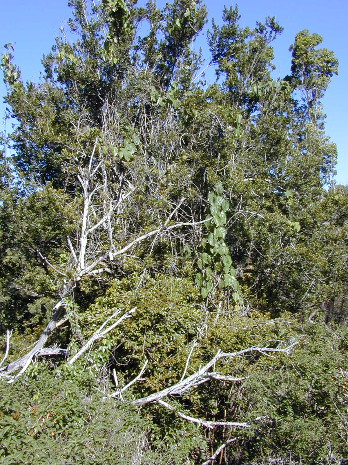 Acacia koa, Koa — spreading evergreen (Fabaceae) (image 2 of 8)