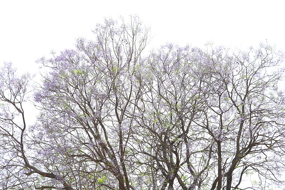 Jacaranda (jacarandas) (alternate view 7)