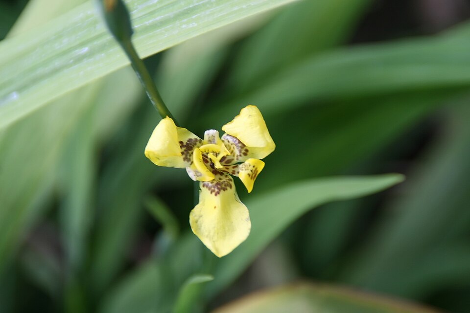 Trimezia (Walking Irises) (alternate view 6)