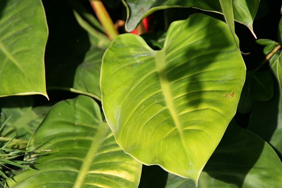 Philodendron 'Moonlight' (Moonlight Philodendron)