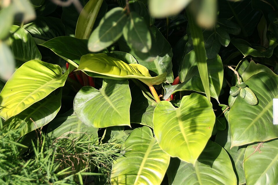 Philodendron 'Moonlight' (Moonlight Philodendron) (alternate view 2)